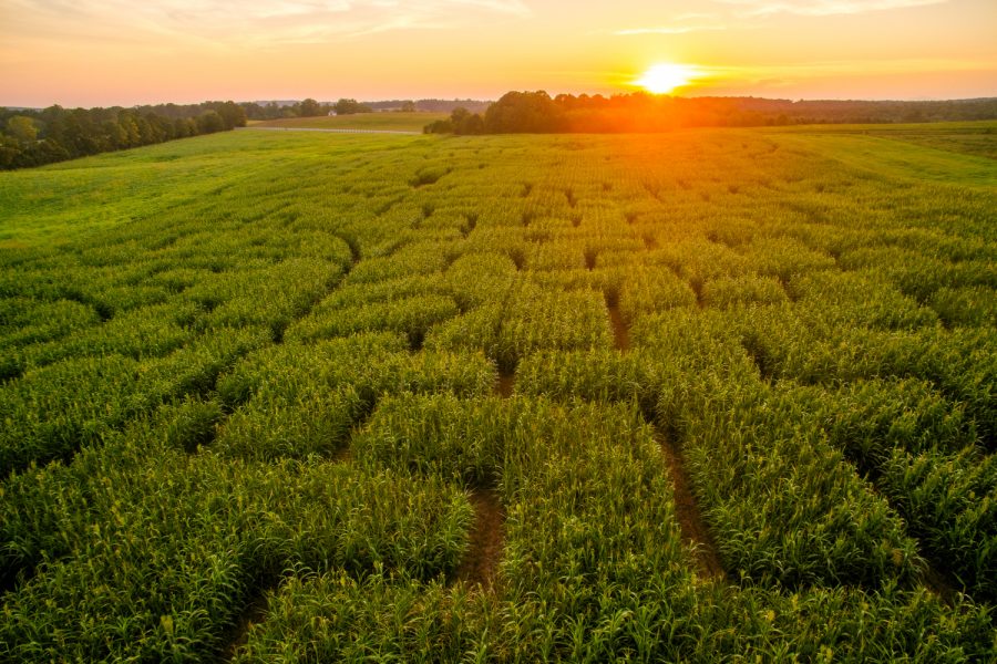 The 2016 Fall Corn Maze
