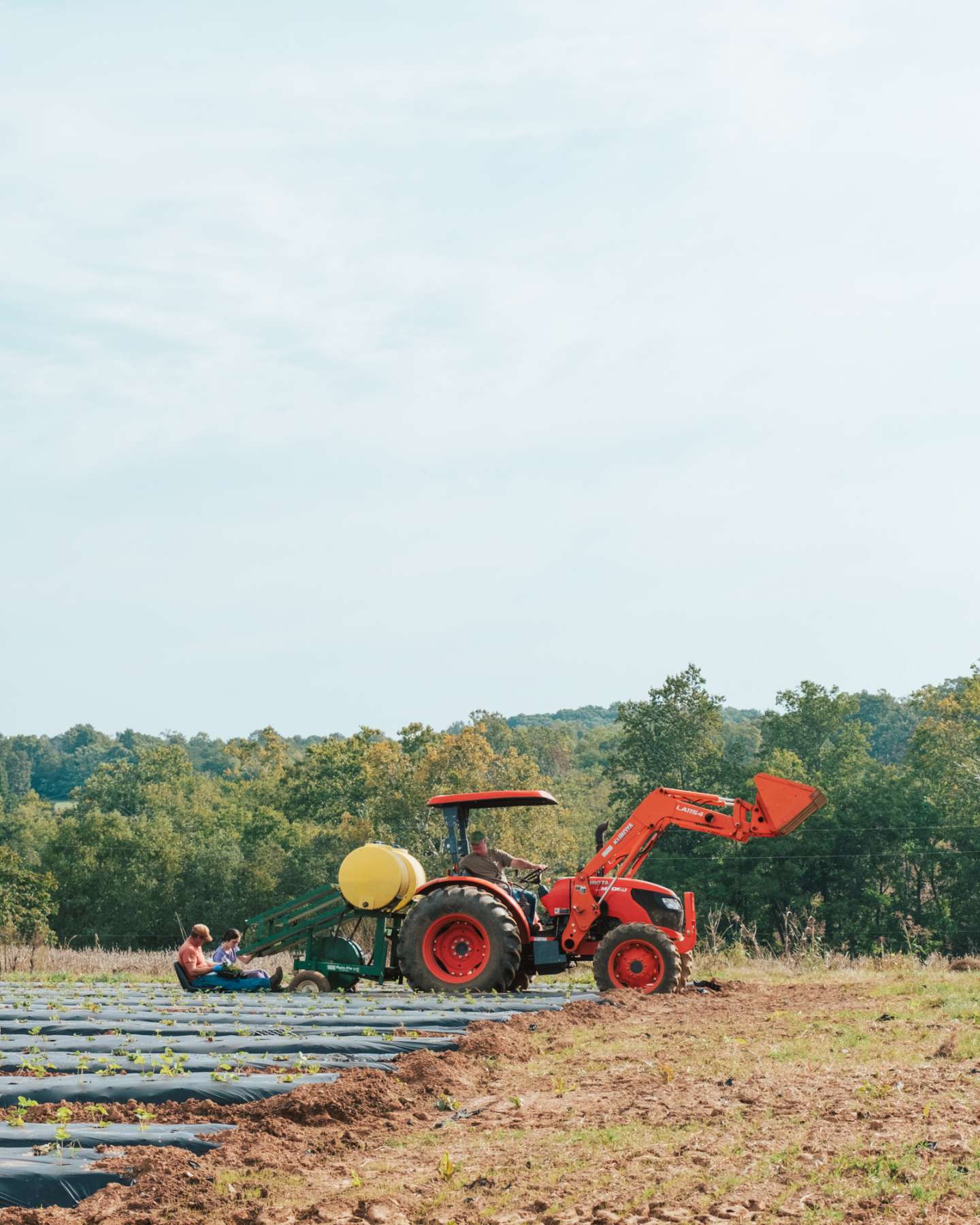 040 - Corn Maze & Pumpkin Patch Season While Planting Strawberries ...